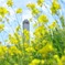 菜の花満開