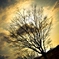 Wintry sky