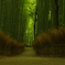 雨の竹林