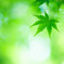 GREEN　Ⅰ