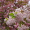 伊香具神社の八重桜