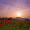 夕暮れポピー