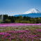 芝桜
