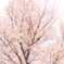 桜ー出会いー