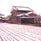 一面の雪