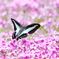 芝　桜　１