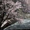 散りゆく桜