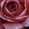 薔薇