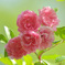 薔薇