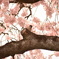 桜と雀