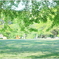 新緑の公園