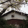 桜の頃