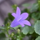 家の花3