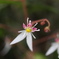 ユキノシタの花