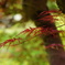 春の紅葉 Ⅲ