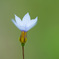 お花