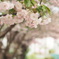 八重桜