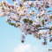 山桜