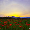 夕暮れポピー２