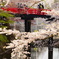 堀と桜と