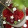 赤白緑(加工なしです)