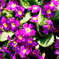 庭の花1