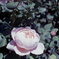 「街角flower」 (film)