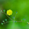 お花