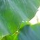 雫