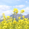 菜の花