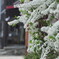 雪柳