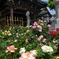 薔薇