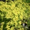 庭の花
