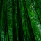 竹林