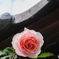 軒先の薔薇