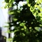 初夏の太陽