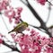 桜とメジロ