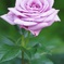 気高く凛として咲く薔薇　2021.5.10