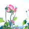 薔薇と空