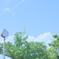 鳩と青空