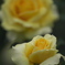 薔薇　ろ