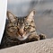 窓際の猫