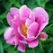 芍薬「シャクヤク」
