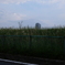 grave