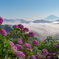 雲海と紫陽花と富士