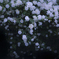 白薔薇