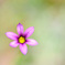 お花