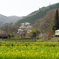 菜の花が咲く磐越東線の風景