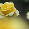 薔薇　ほ