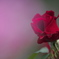 薔薇　へ